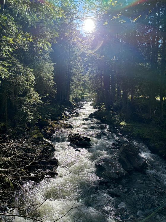 Bergbeek in het bos aan het einde van het dal, zon tussen de bomen