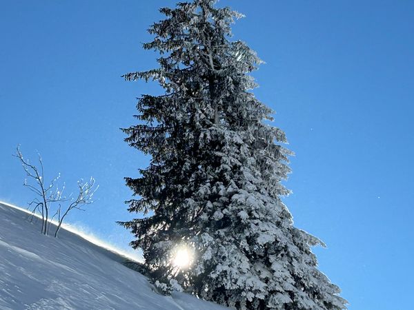 Verschneite Fichte im Sonnenlicht