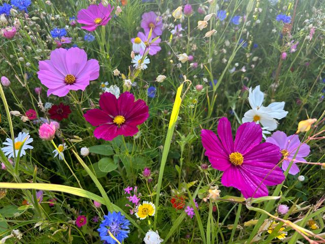 Bunte Wildblumenwiese
