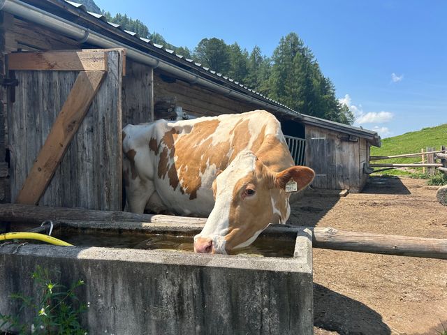 Kuh trinkt am Brunnen vor einer Almhütte