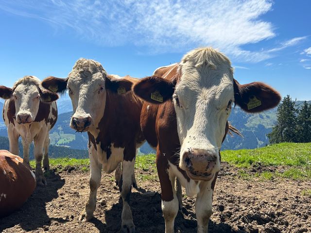 Neugierige Kühe auf der Alm