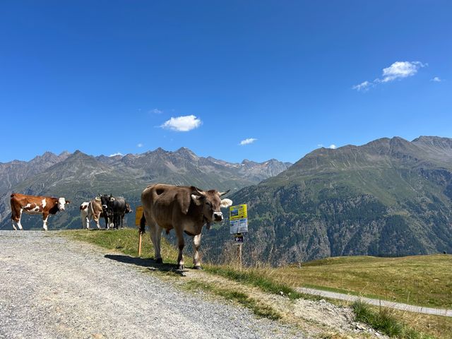 Kühe auf einem Almweg mit Bergpanorama