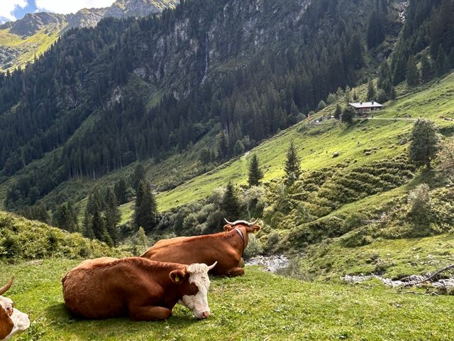 Kühe liegen auf einer Almwiese im Tal